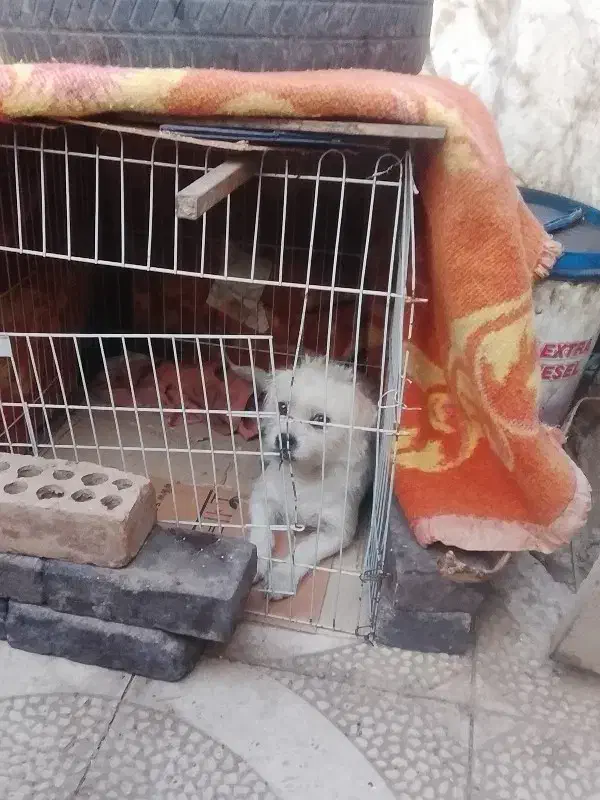 فروشی**|سگ|زرند, |دیوار