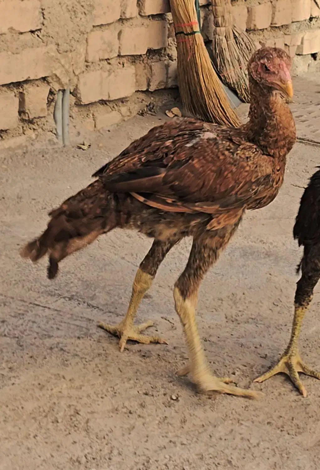 جوجه گم شده|حیوانات|میانه, |دیوار