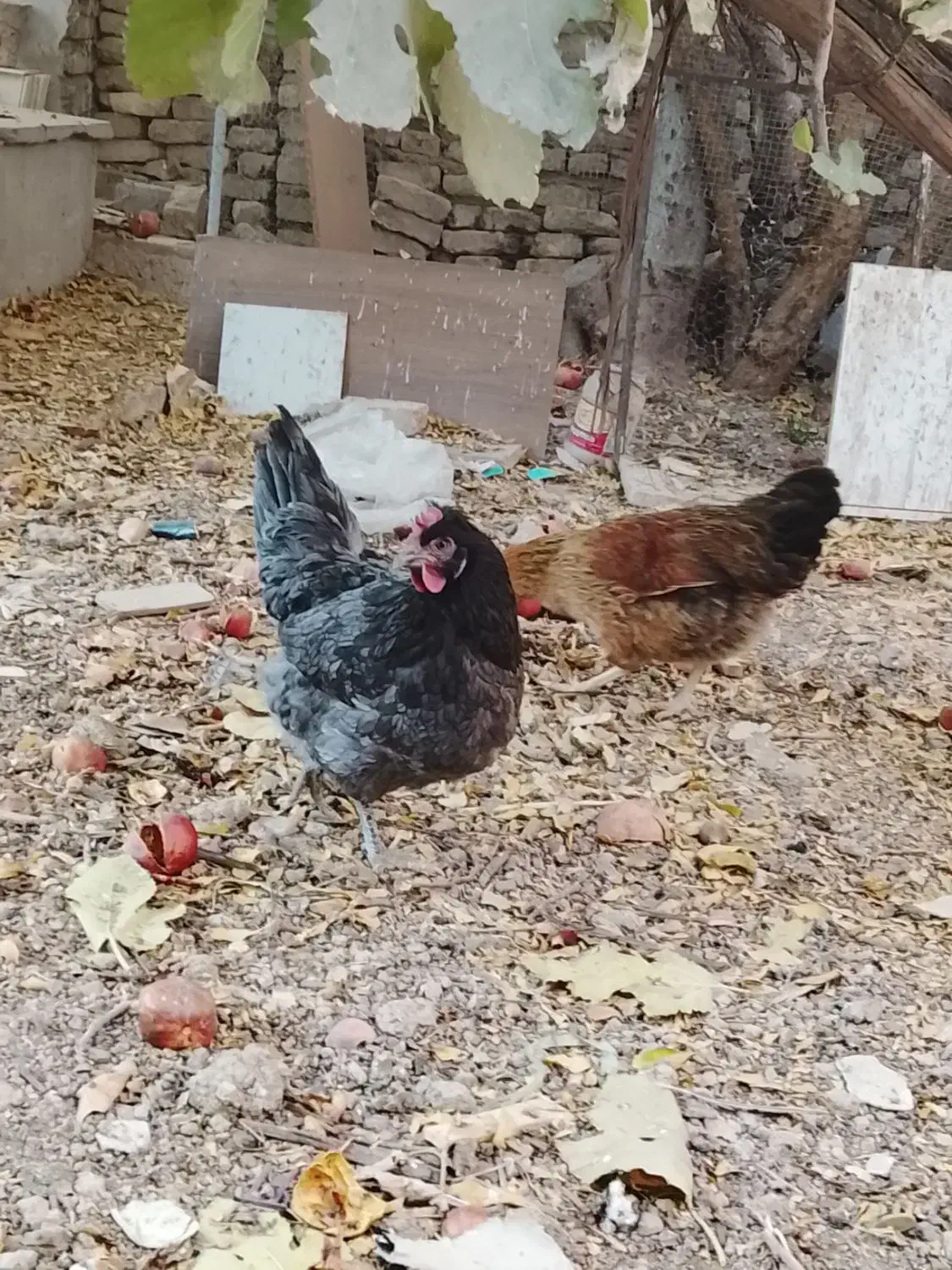 مرغ بومی|حیوانات مزرعه|اصفهان, بابوکان جنوبی|دیوار