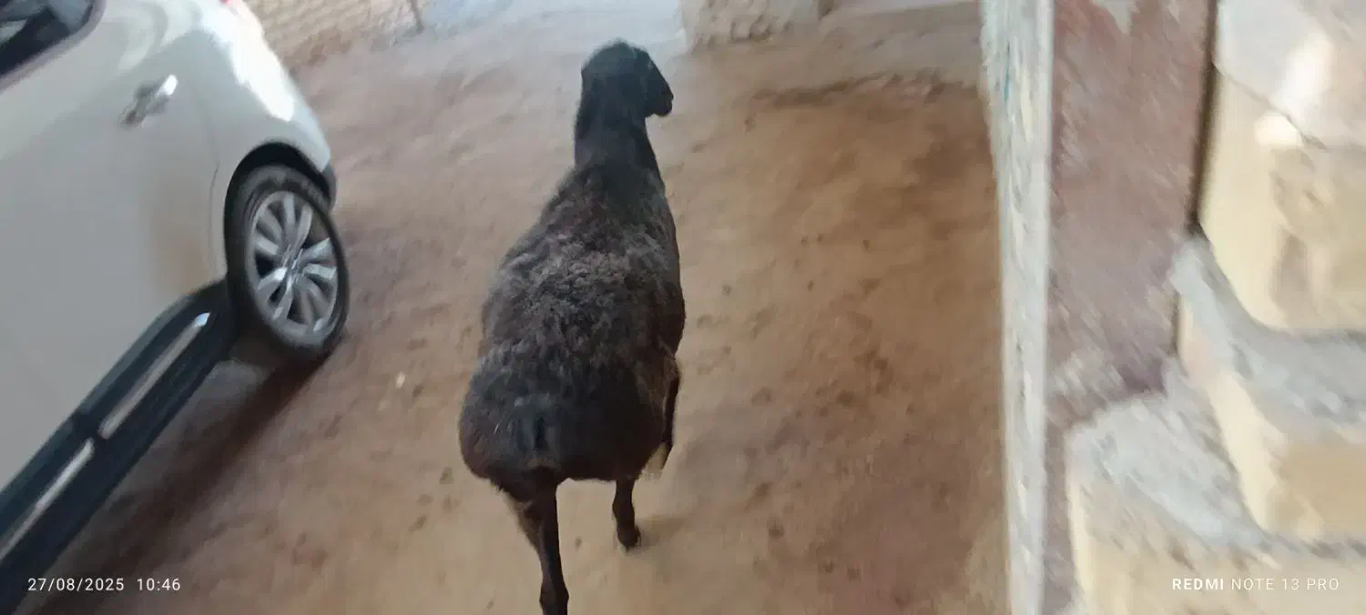 دام های پروار شده ، کوهستانی|حیوانات مزرعه|کرج, فاز ۲ مهرشهر|دیوار