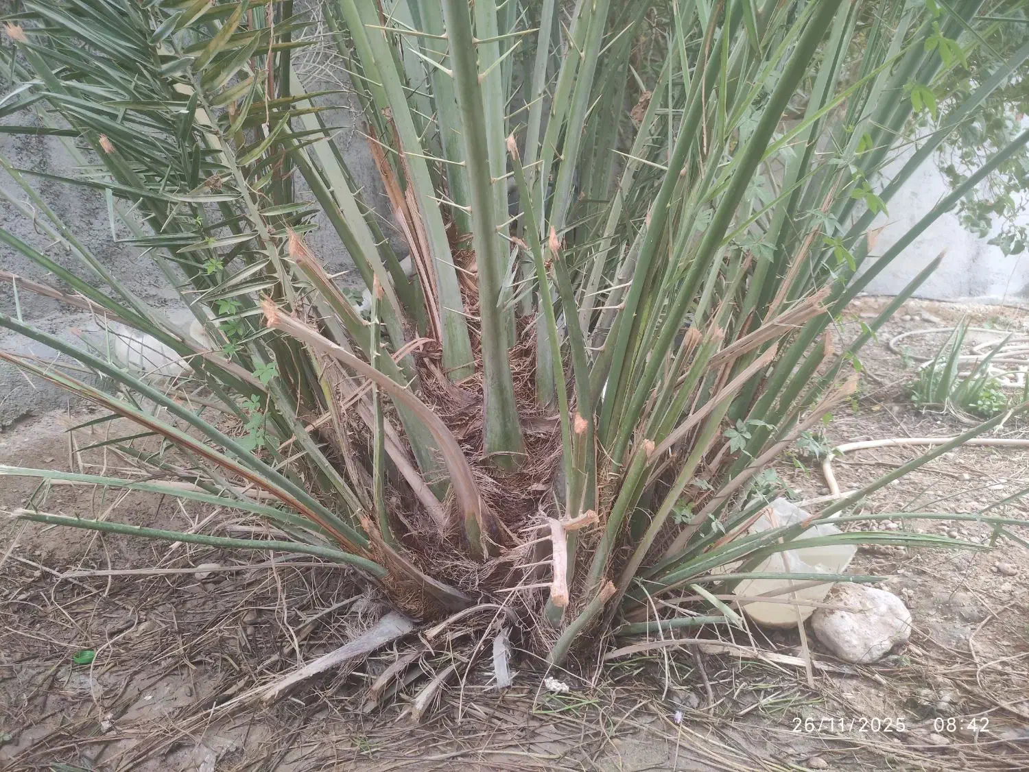 دمیت برحی اصل|گل و گیاه طبیعی|آبپخش, |دیوار