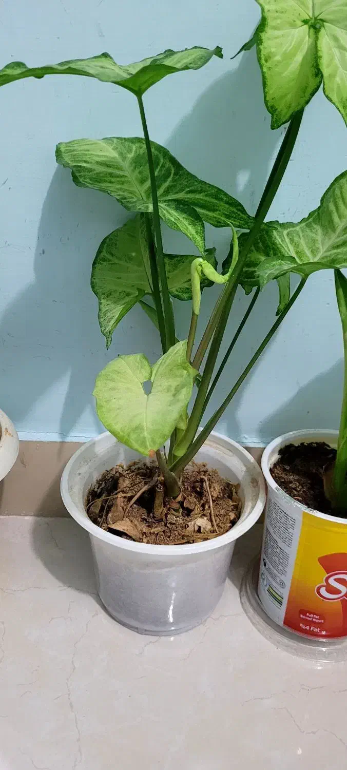 گل و گلدان طبیعی ارزان|گل و گیاه طبیعی|ایلام, |دیوار