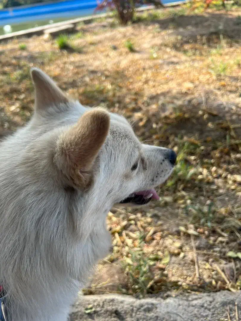 پامر روبایی|سگ|کرمان, |دیوار