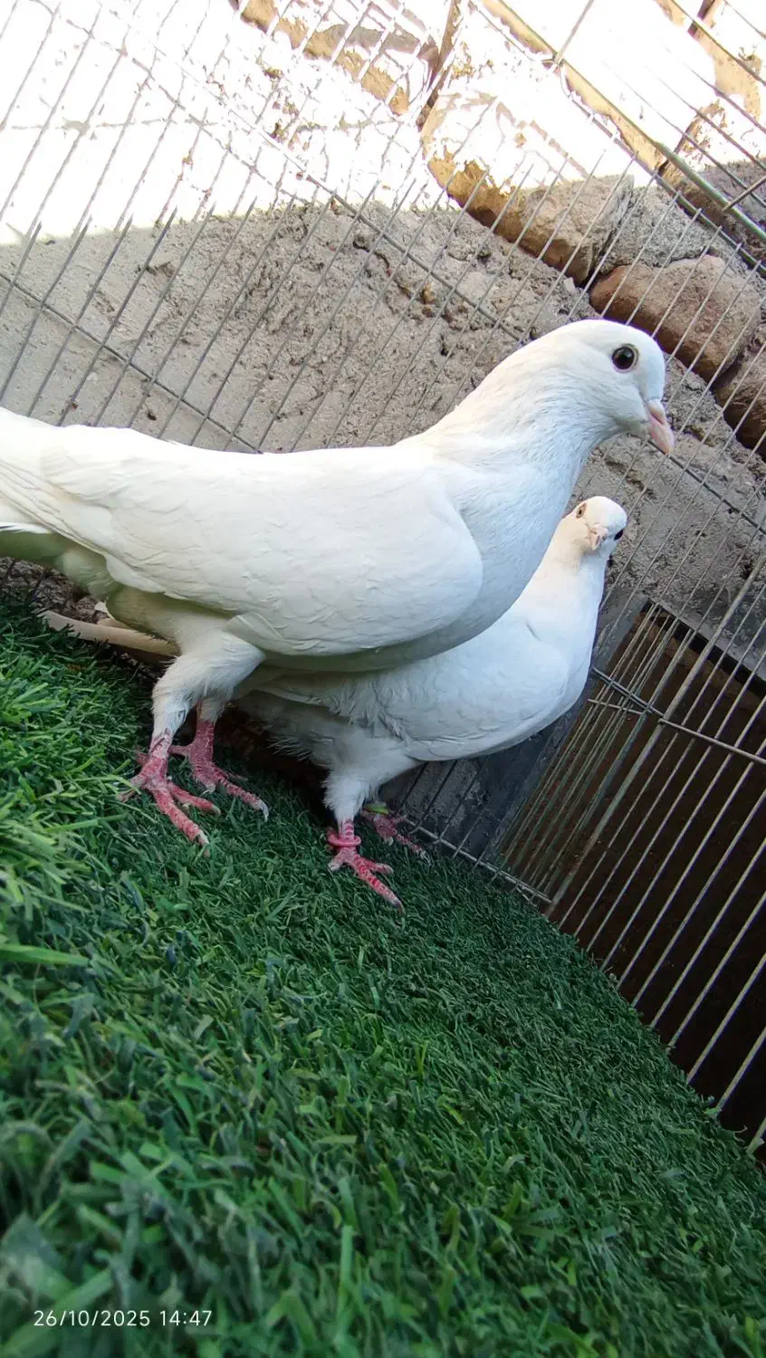 کفتر فروش یا معاوضه|پرنده|بافت, |دیوار