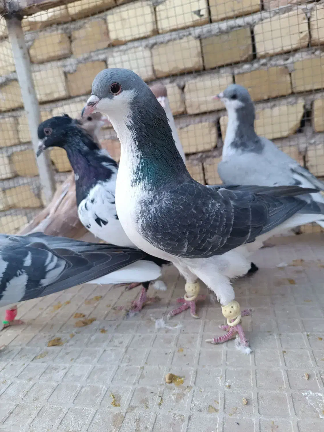 کبوتر|پرنده|دشتابی, |دیوار