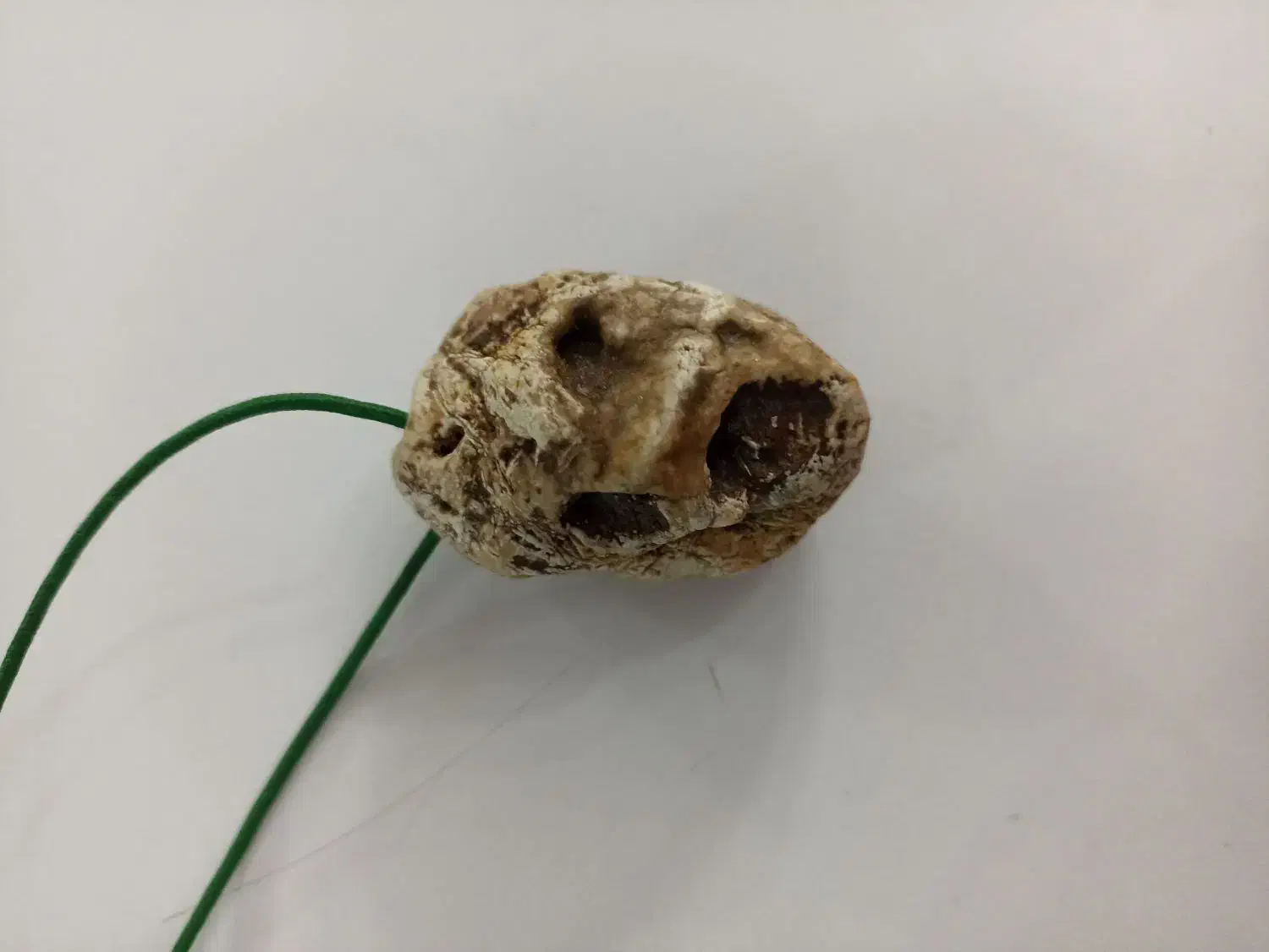 فسیل قدیمی|کلکسیون اشیاء عتیقه|سراب, |دیوار