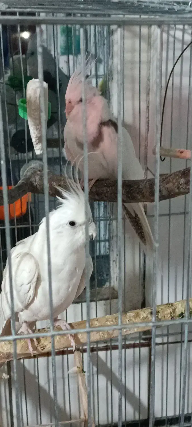 عروس هلندی|پرنده|رباط‌کریم, رباط‌کریم|دیوار