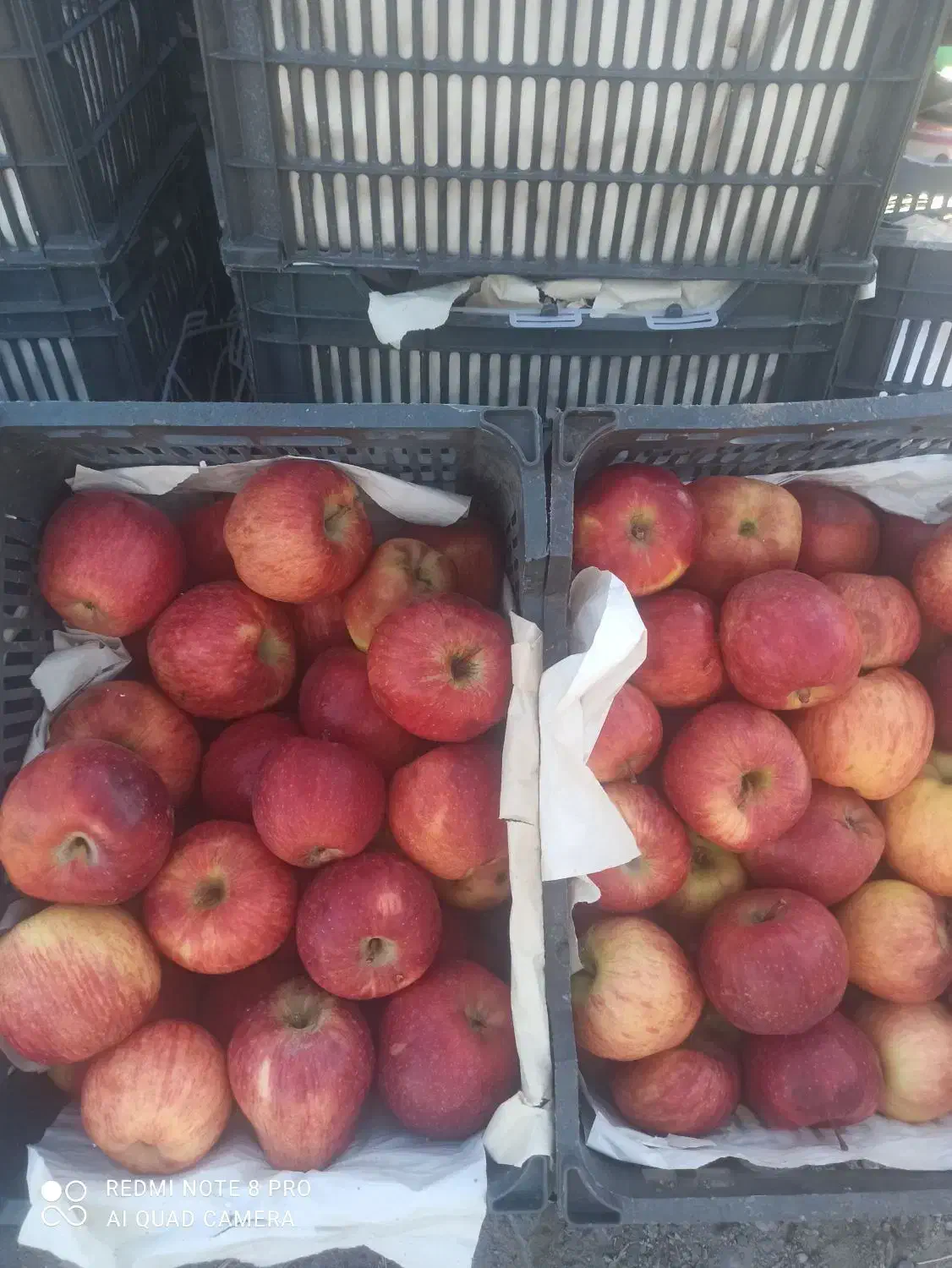 سیب درختی قرمز|حراج|گرگان, |دیوار