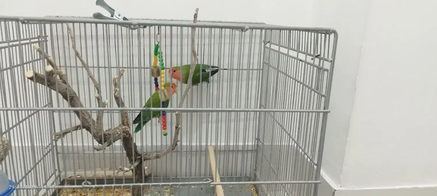 طوطی برزیلی|پرنده|دهگلان, |دیوار