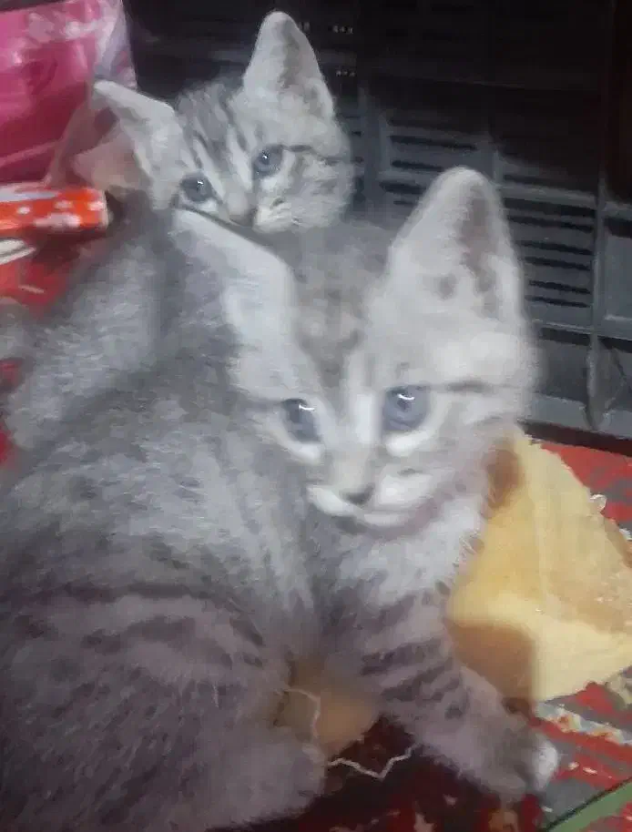 بچه گربه رایگان|گربه|زابل, |دیوار