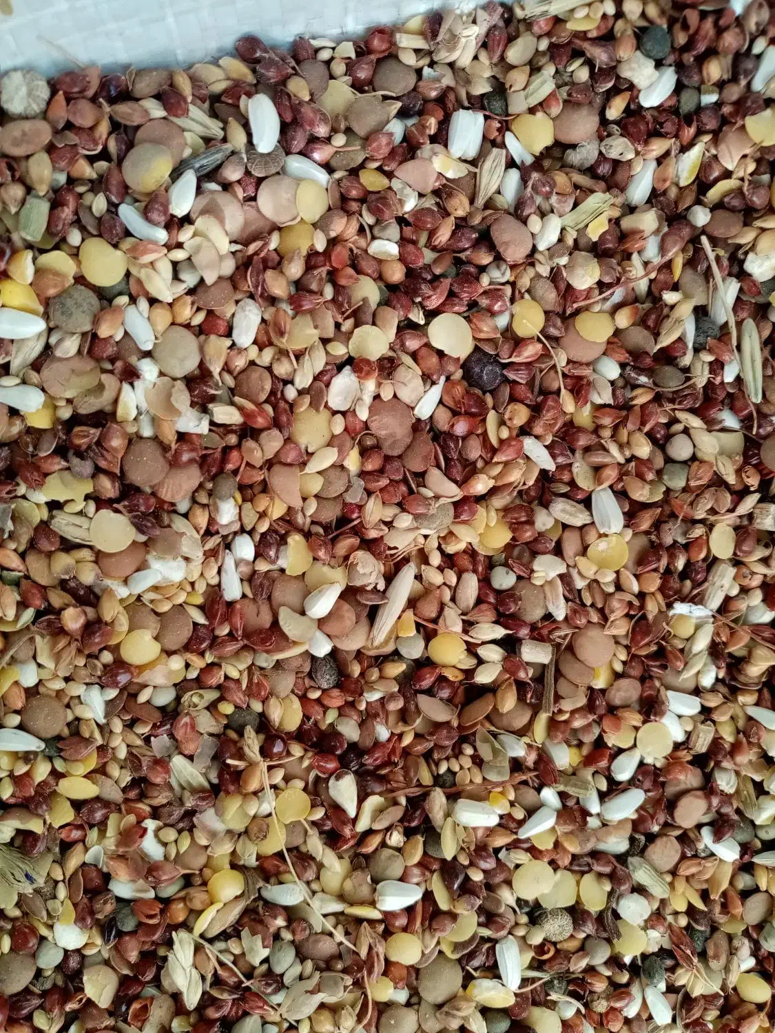 دان پرندگان|لوازم جانبی حیوانات|قلعه نو, |دیوار