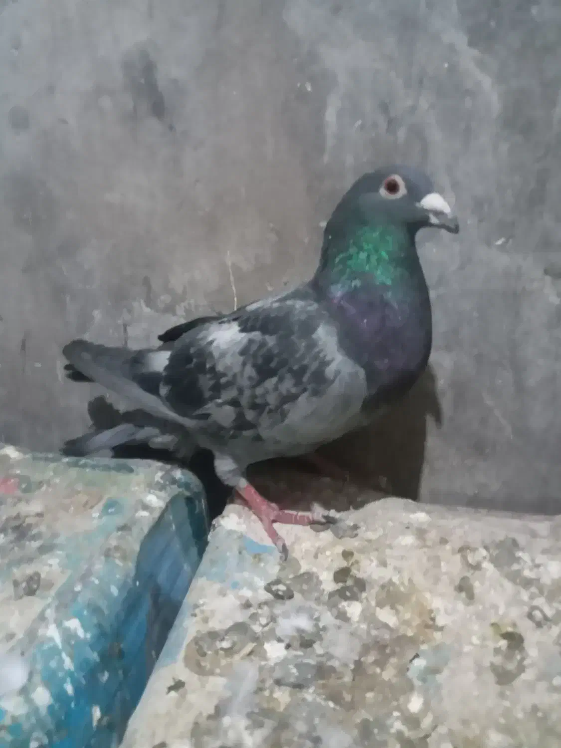 ۳نرکفتر|پرنده|نیمبلوک, |دیوار