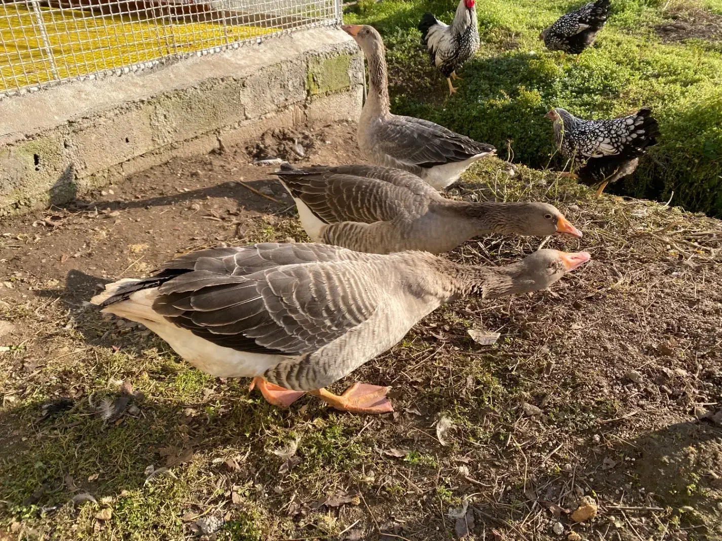 فروش غاز بالغ محلی|حیوانات مزرعه|سلمان‌شهر, |دیوار