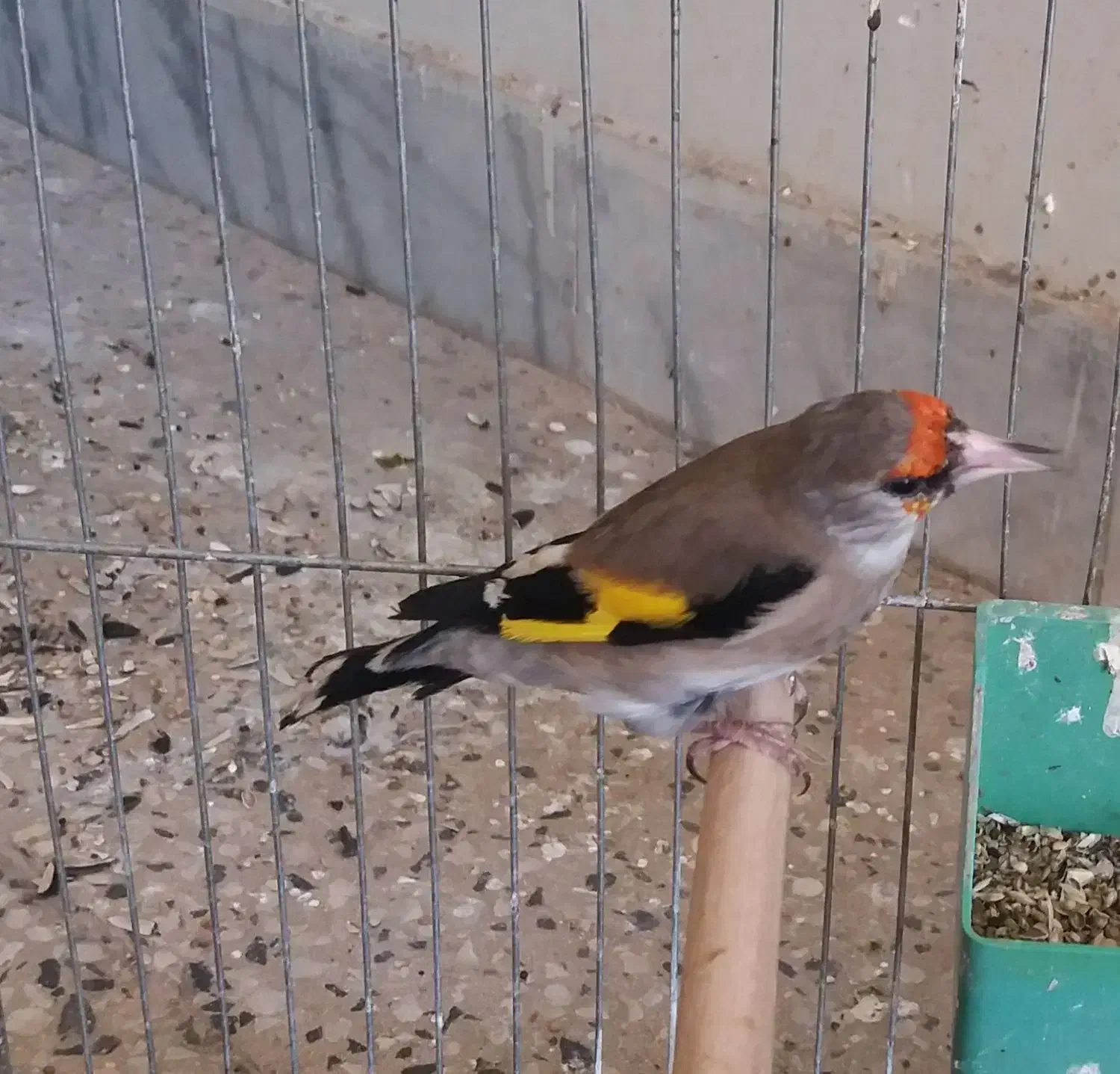 سهره نرشوربخون جفتی قناری|پرنده|یزد, |دیوار