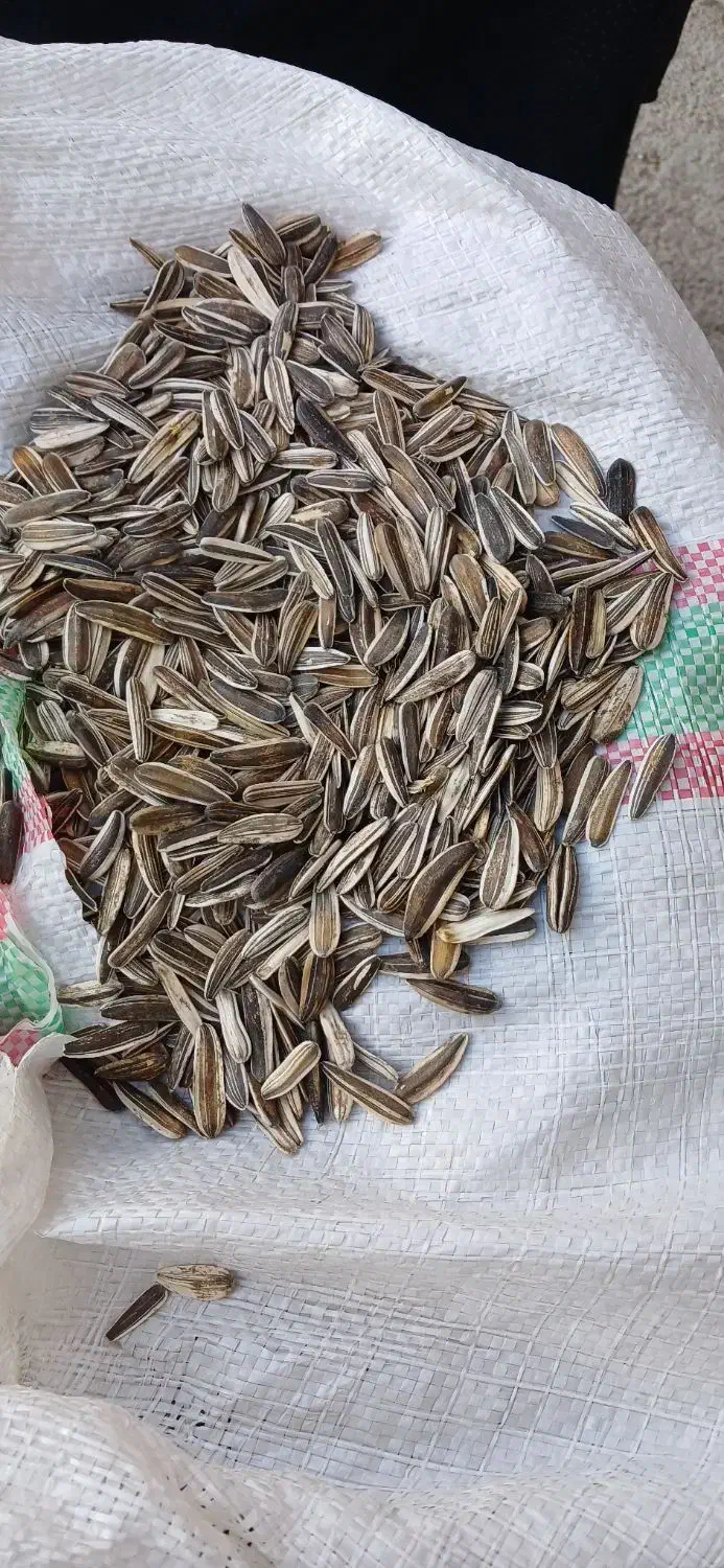 تخمه عالی درجه یک بوجاری شده|عمده‌فروشی|اشترینان, |دیوار