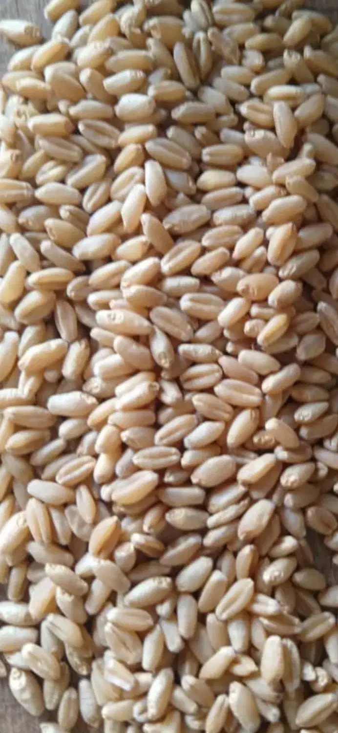 انواع گندم بذری بصورت عمده|عمده‌فروشی|اهواز, امانیه|دیوار