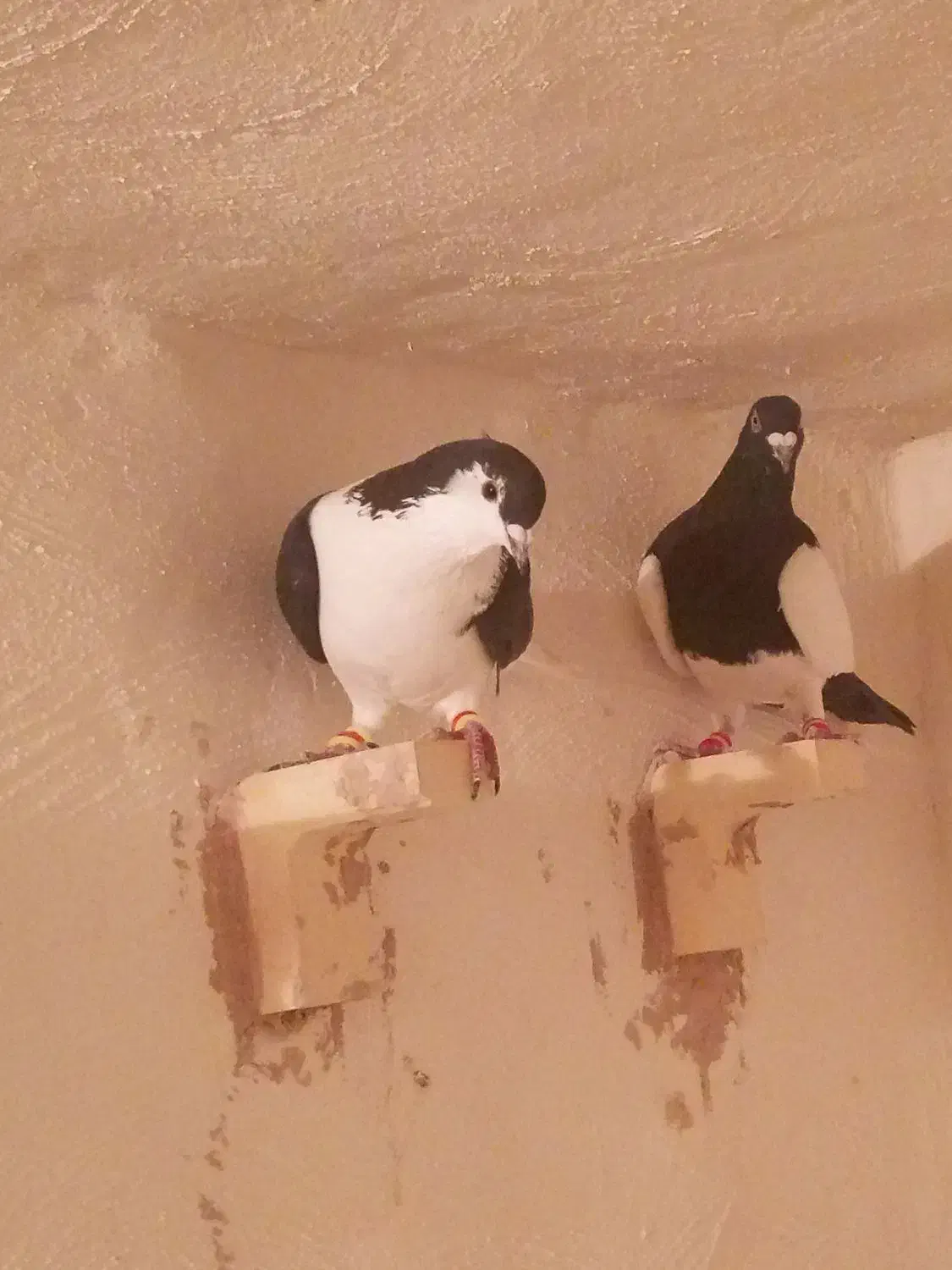 کفتر سوراخ|پرنده|کرمان, |دیوار