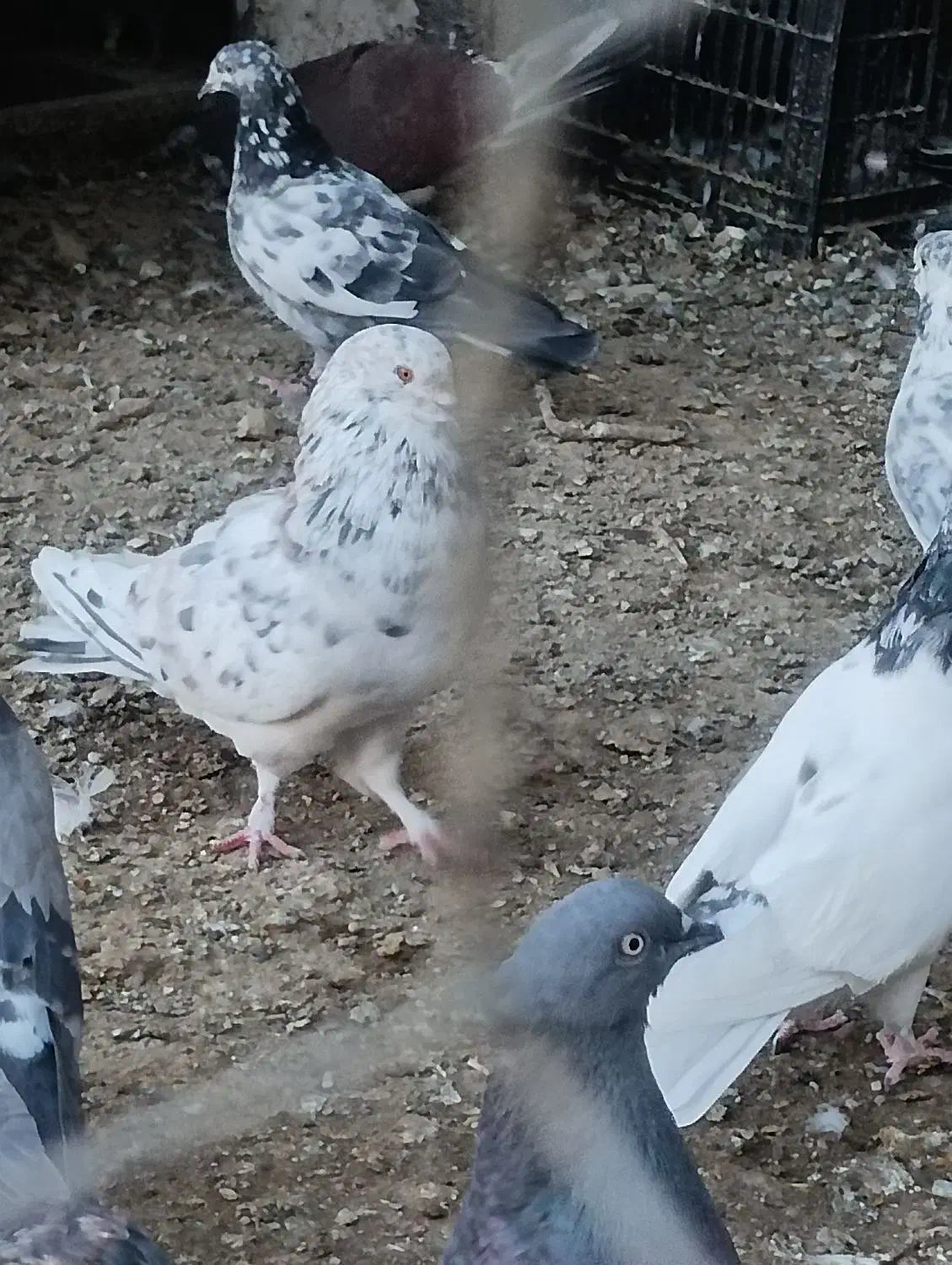 نر هفت رنگ|پرنده|هیرمند, |دیوار