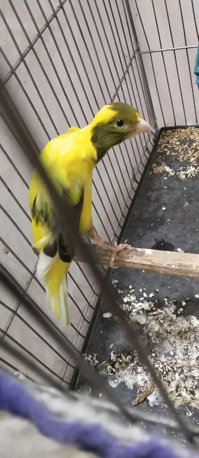 قناری|پرنده|کارون, |دیوار