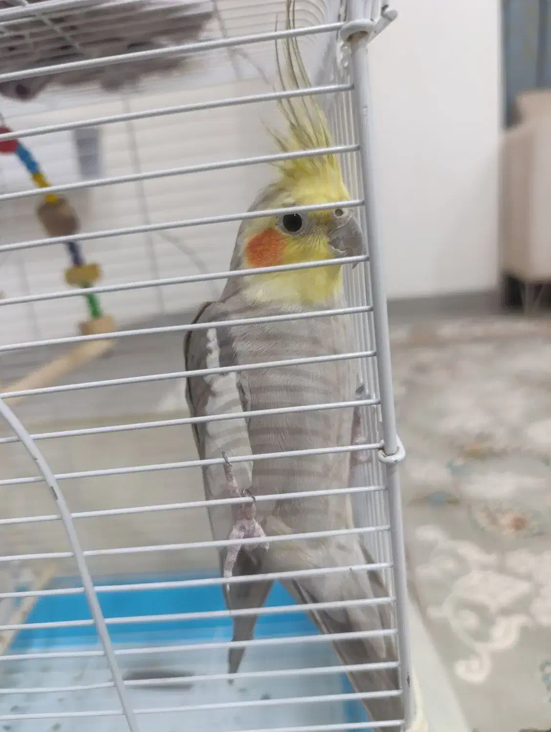 عروس هلندی رام وسالم|پرنده|بوکان, |دیوار