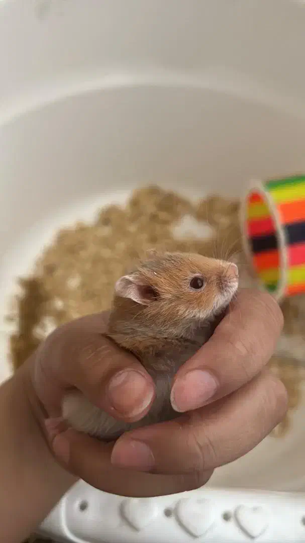 همستر|موش و خرگوش|ایلام, |دیوار