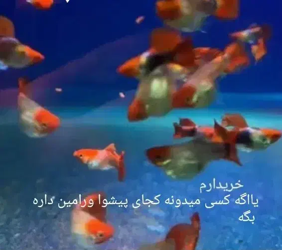 ماهی|ماهی|ورامین, ورامین|دیوار