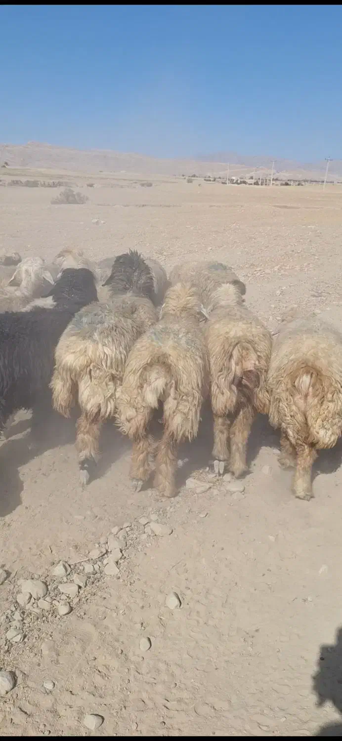 میش بختیاری|حیوانات مزرعه|ایذه, |دیوار