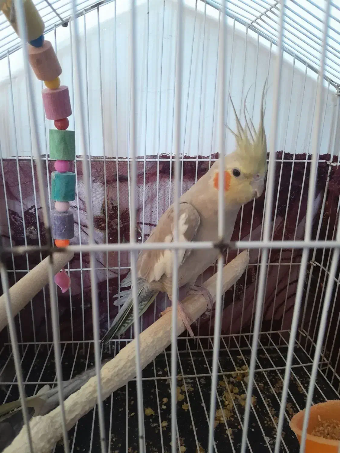 عروس هلندی|پرنده|بشاریات, |دیوار