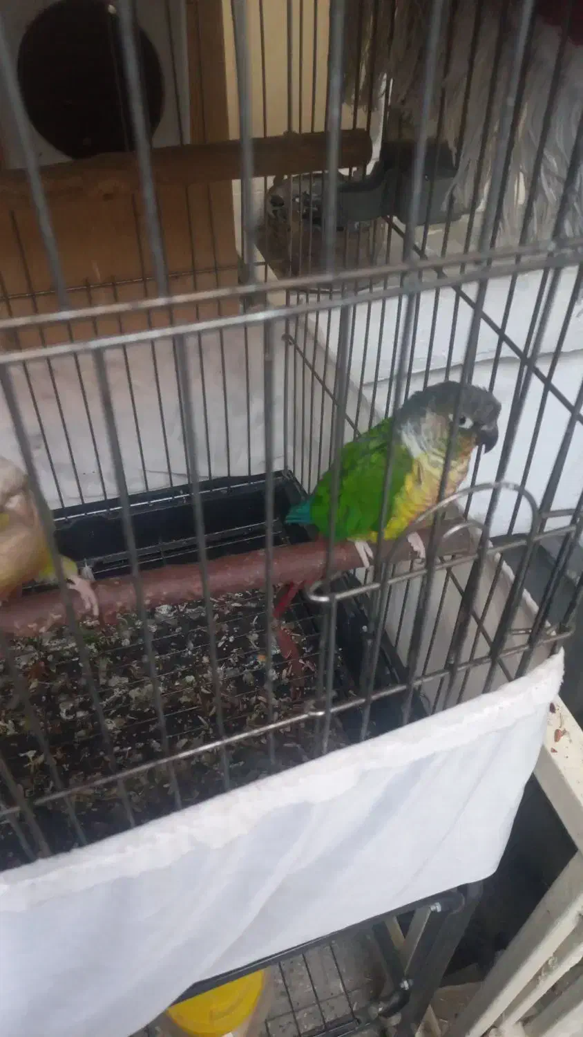 طوطی گرینچک بالغ|پرنده|ری, ظهیرآباد|دیوار