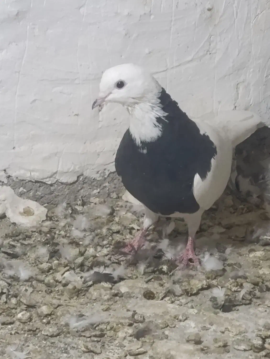 طوقی|پرنده|نرماشیر, |دیوار