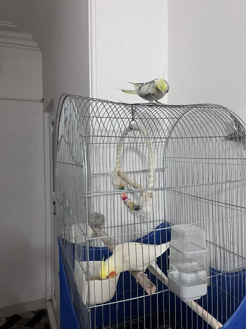 عروس هلندی|پرنده|قم, نخودی|دیوار