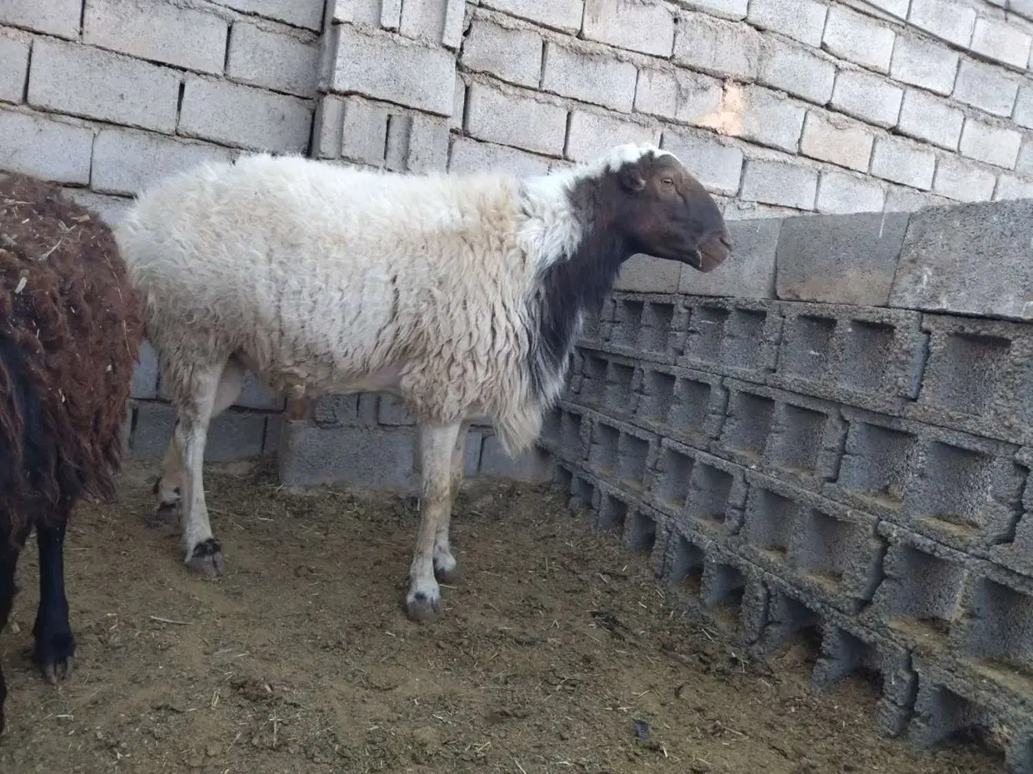 قوچ تیز ران|حیوانات مزرعه|سبزوار, صالح آباد|دیوار