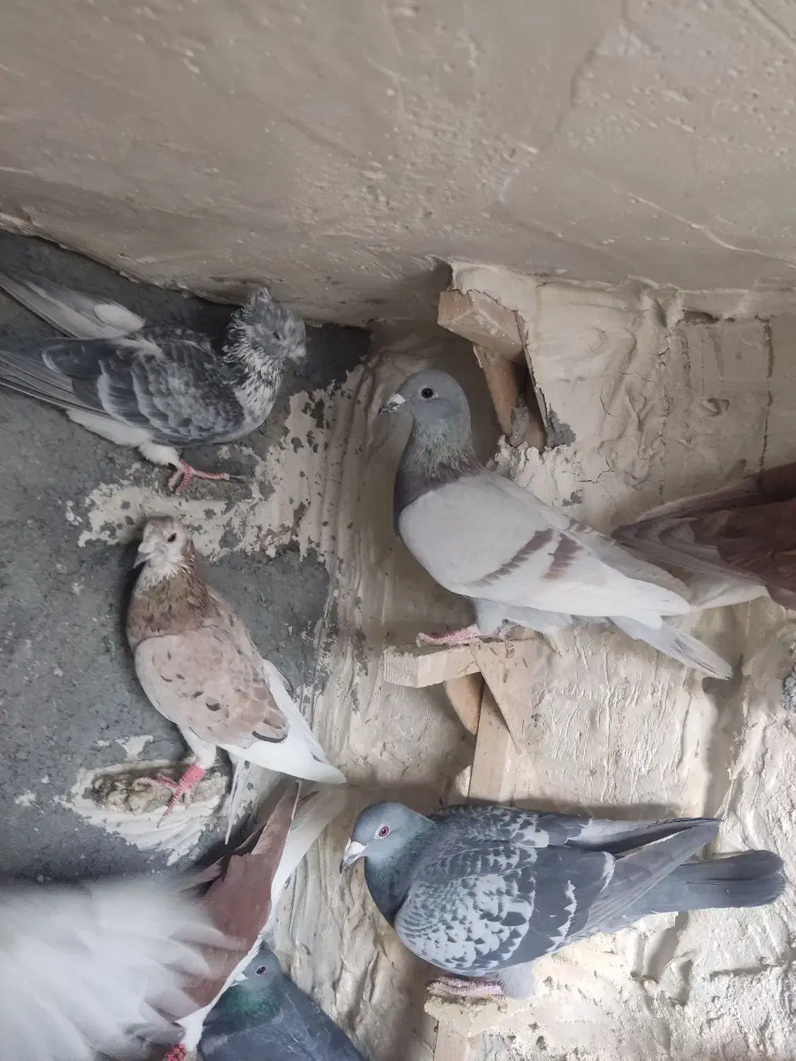 مسجدی|پرنده|درودزن, |دیوار