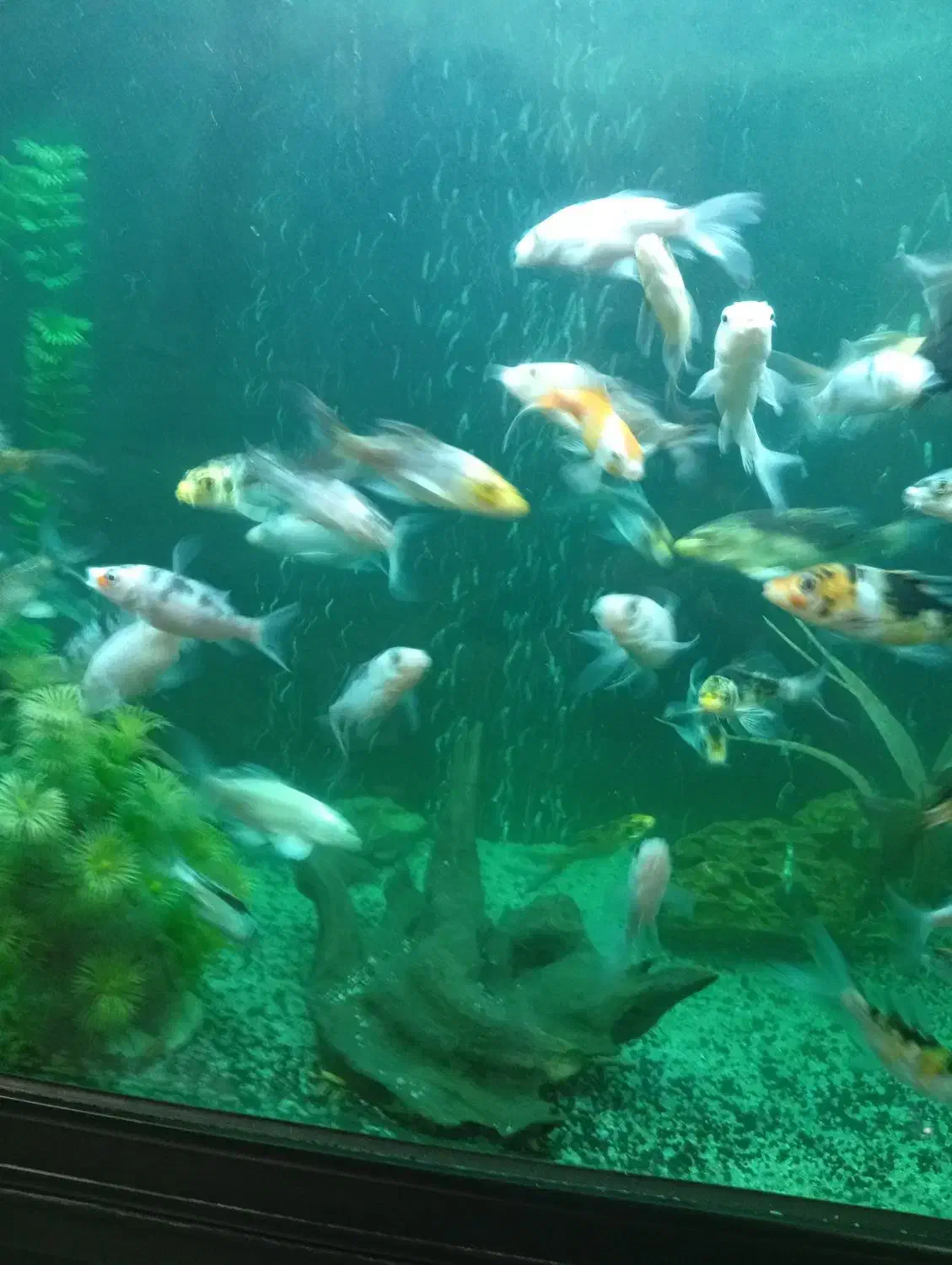 ماهی کوی ده سانتی باله بلند انواع نژاد|ماهی|کرمان, |دیوار