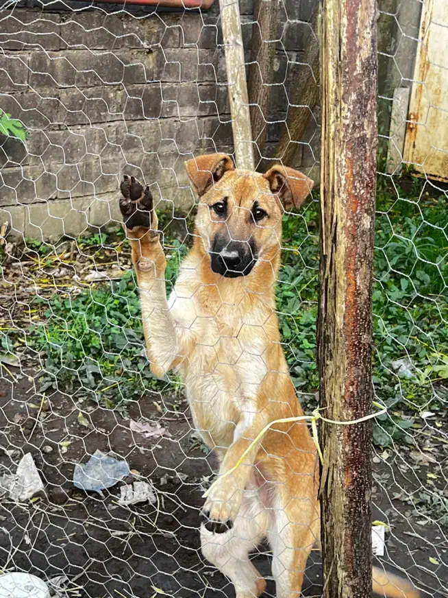 واگذاری سگ ژرمن مالینویز|سگ|خشکبیجار, |دیوار