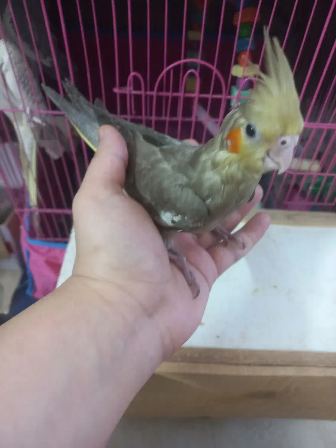 طوطی عروس فول رام|پرنده|قائم‌شهر, |دیوار