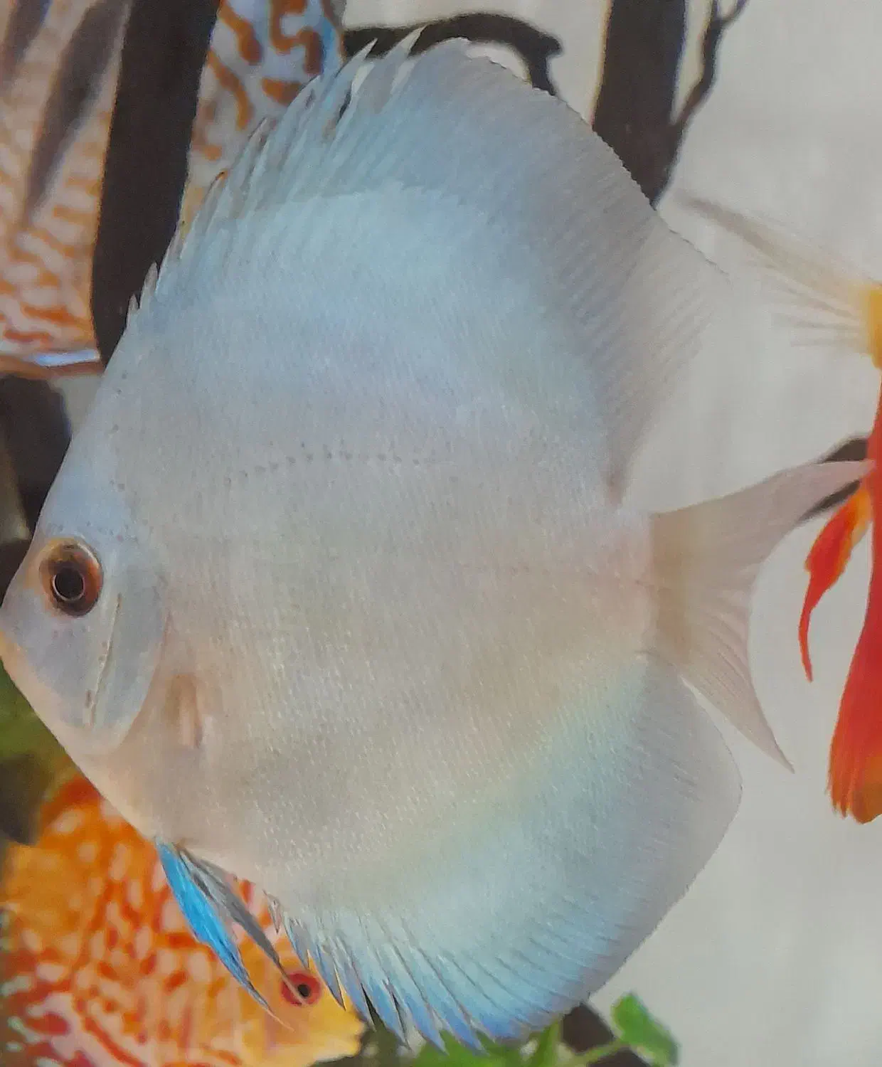 ماهی دیسکس ۲ عدد|ماهی|تهران, مهرآباد جنوبی|دیوار