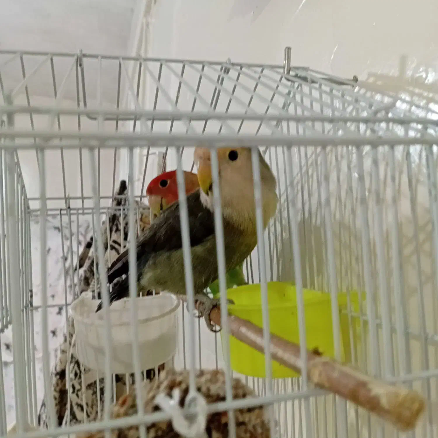 دو عدد پرنده طوطی برزیلی سالم|پرنده|نسیمشهر, |دیوار