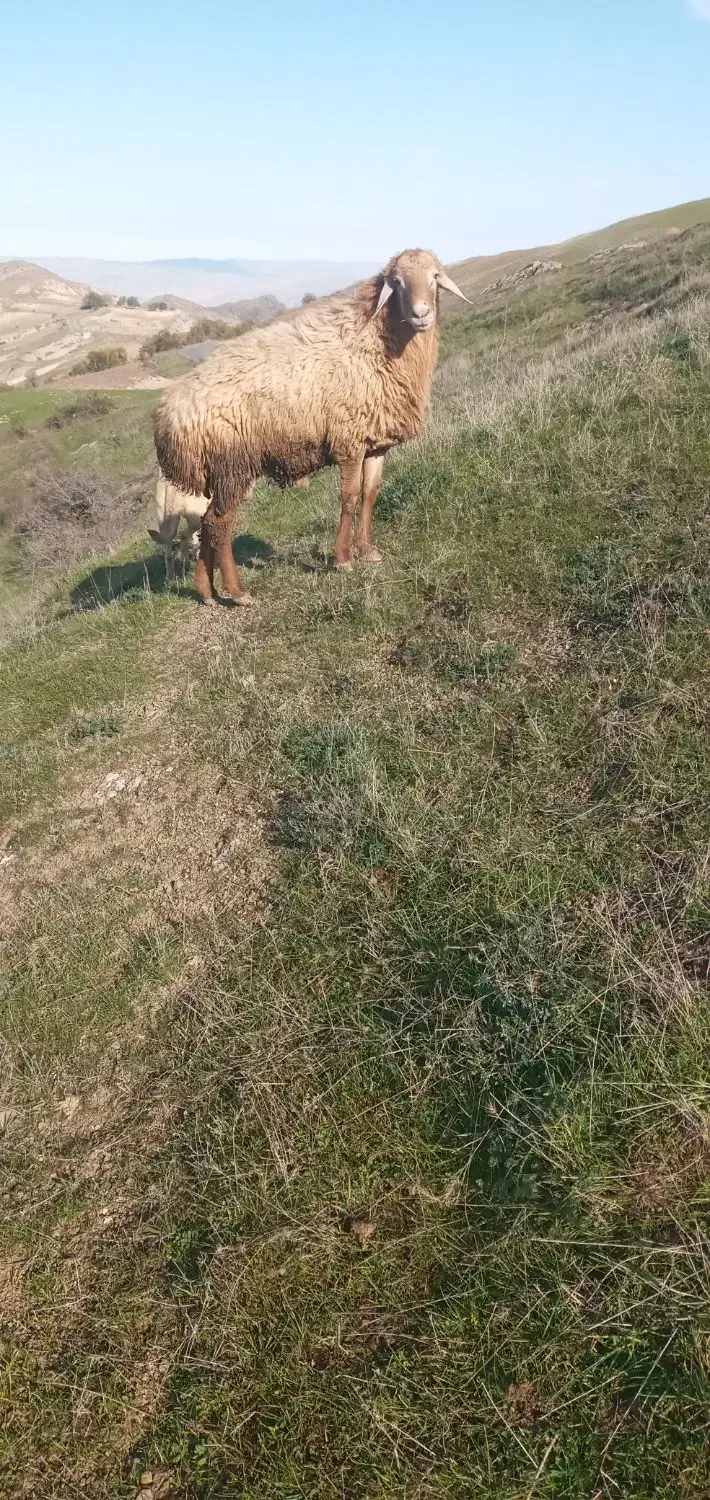 قوچ جوان مناسب دامازلخ|حیوانات مزرعه|چهاردانگه (آذربایجان), |دیوار