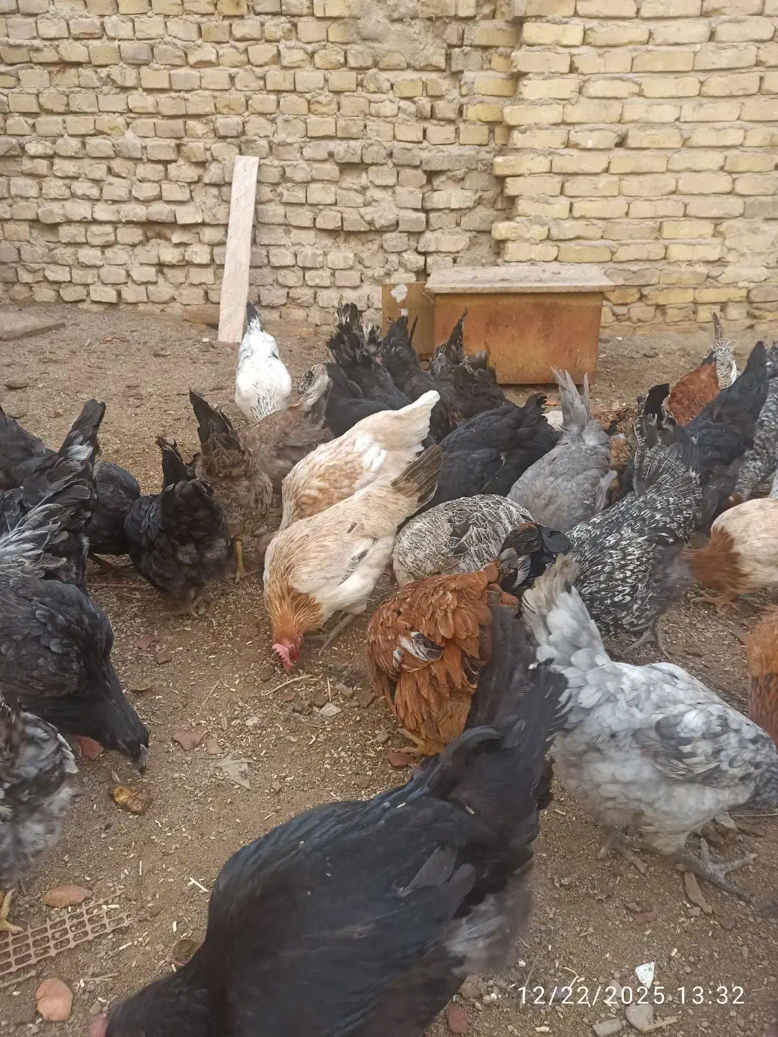 مرغ رسمی تخمگذار|پرنده|یزد, |دیوار