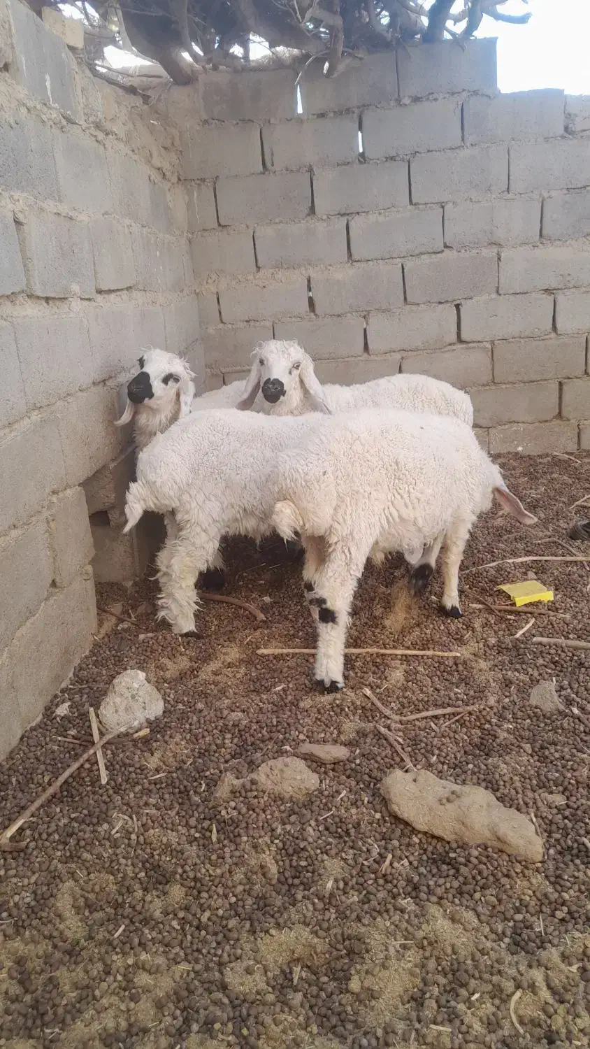 ۵ راس بره وطنی حیکلی|حیوانات مزرعه|هامون, |دیوار