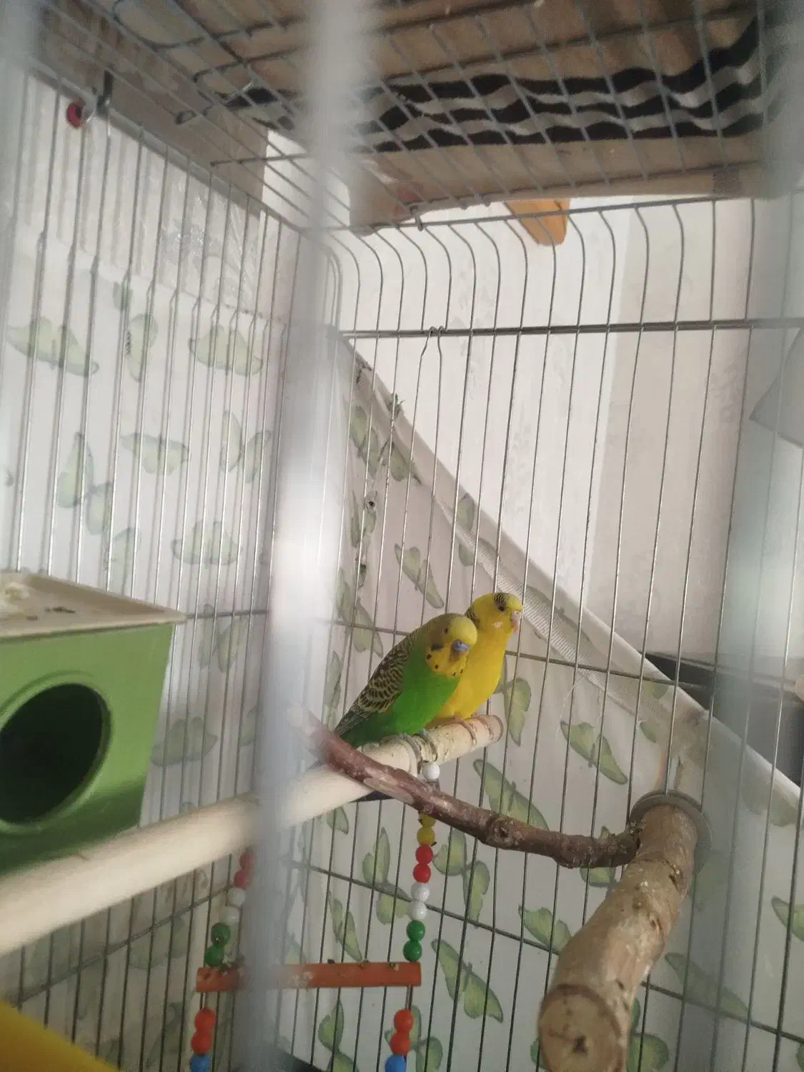 مرغ عشق جفت مولد تخم گذار|پرنده|محمدیه-قزوین, |دیوار