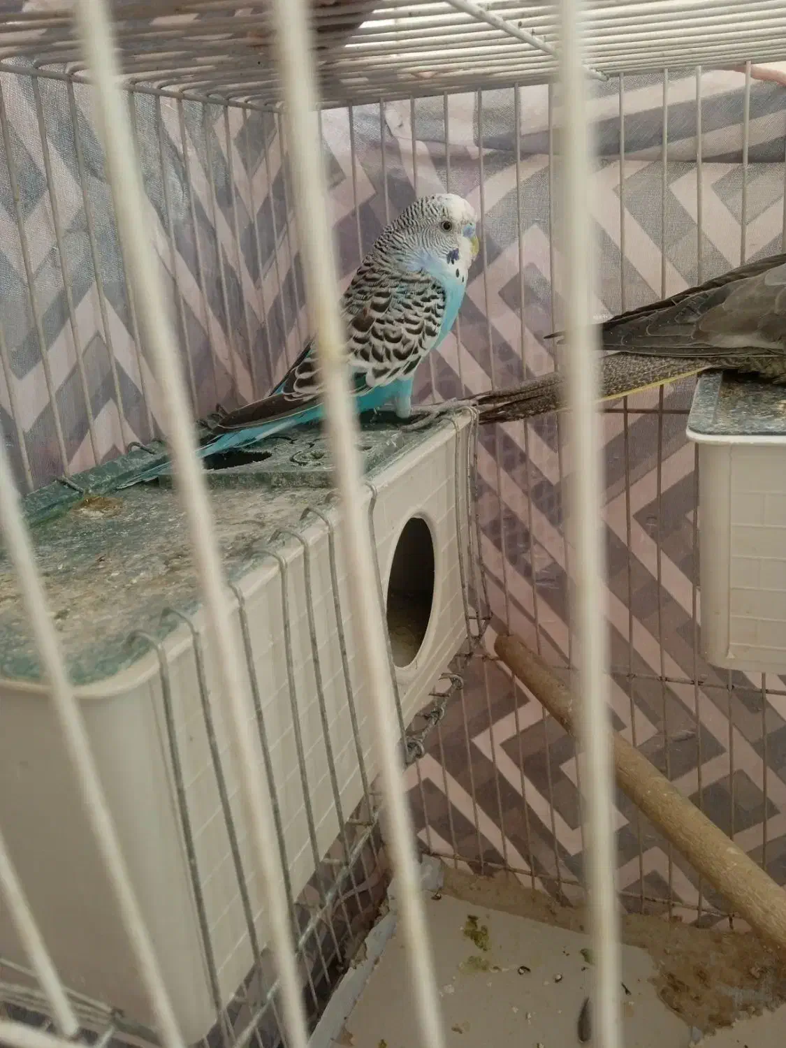 یک عدد عروس هلندی ودو عدد مرغ عشق|پرنده|سربیشه, |دیوار