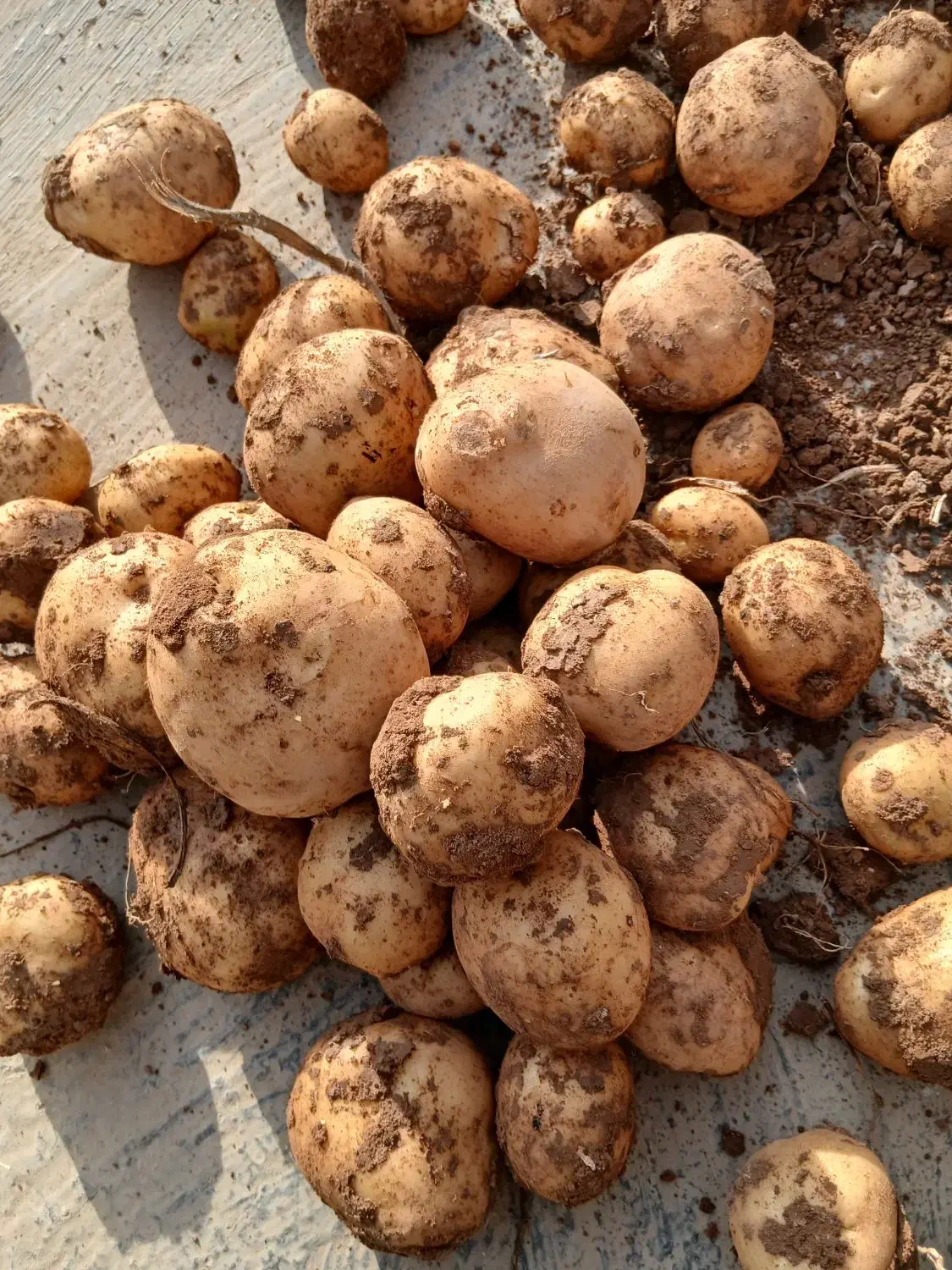 سیب زمینی مدل 1403سانتا|خوردنی و آشامیدنی|کبودرآهنگ, |دیوار