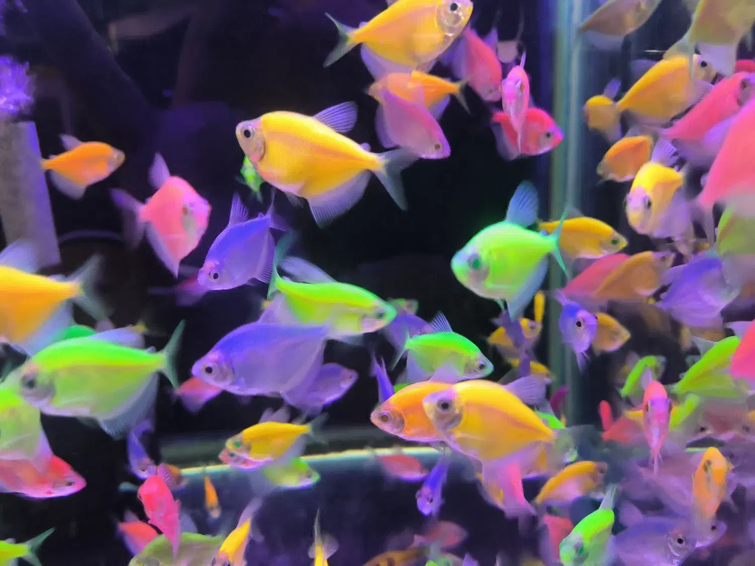 ماهی گلو فیش و انواع ماهی ولوازم|ماهی|شاهینشهر, فردوسی|دیوار