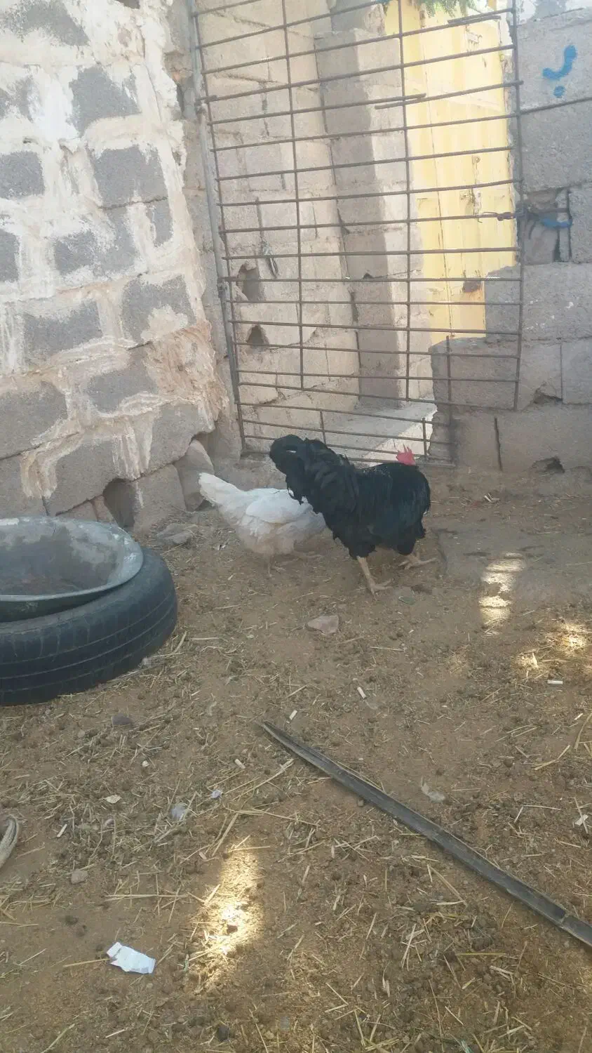خروس سیاه جوان مورموری معاوضه با وارک خوب هم دارم|پرنده|آبدانان, |دیوار