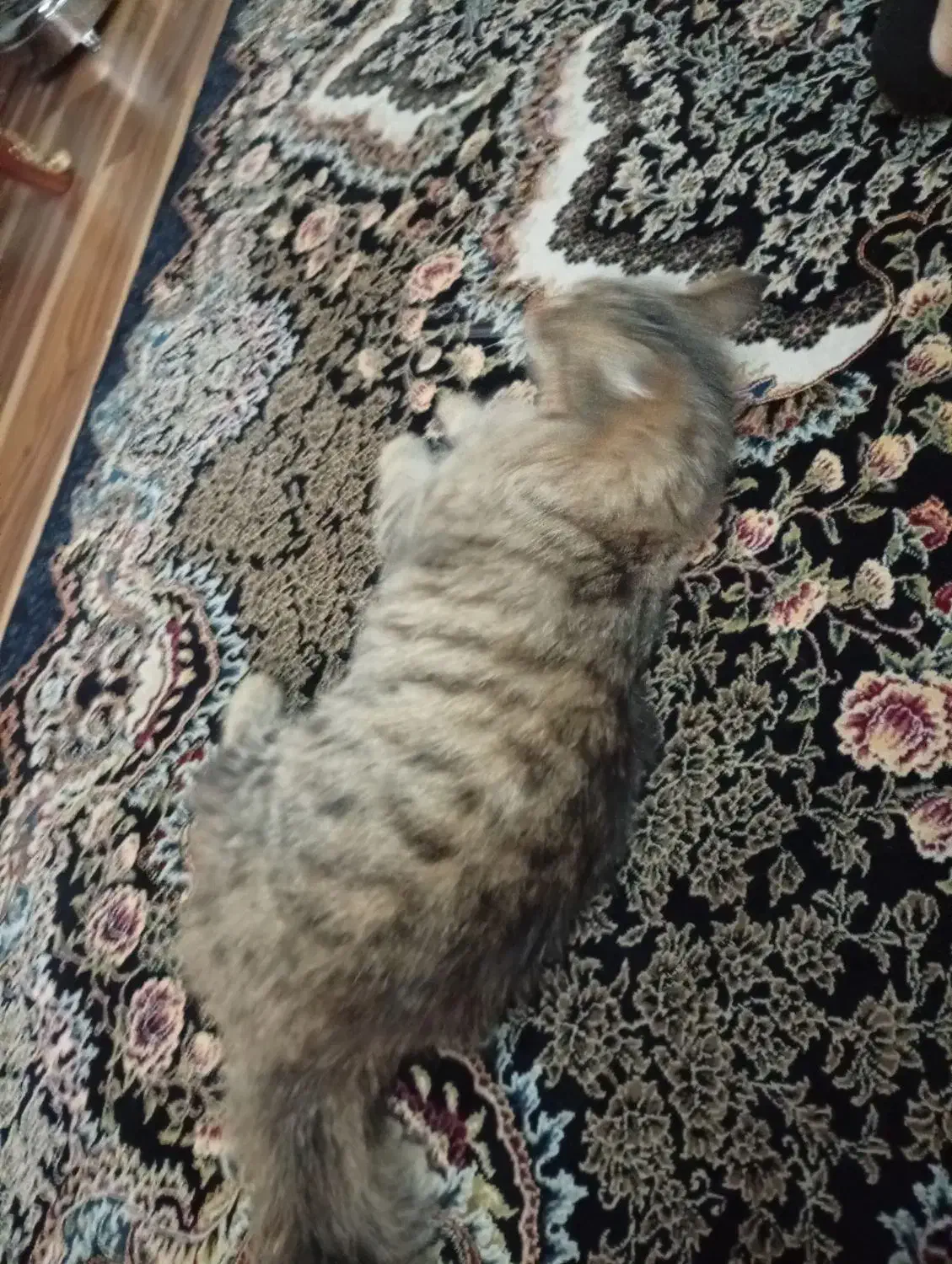 گربه|گربه|یزد, |دیوار