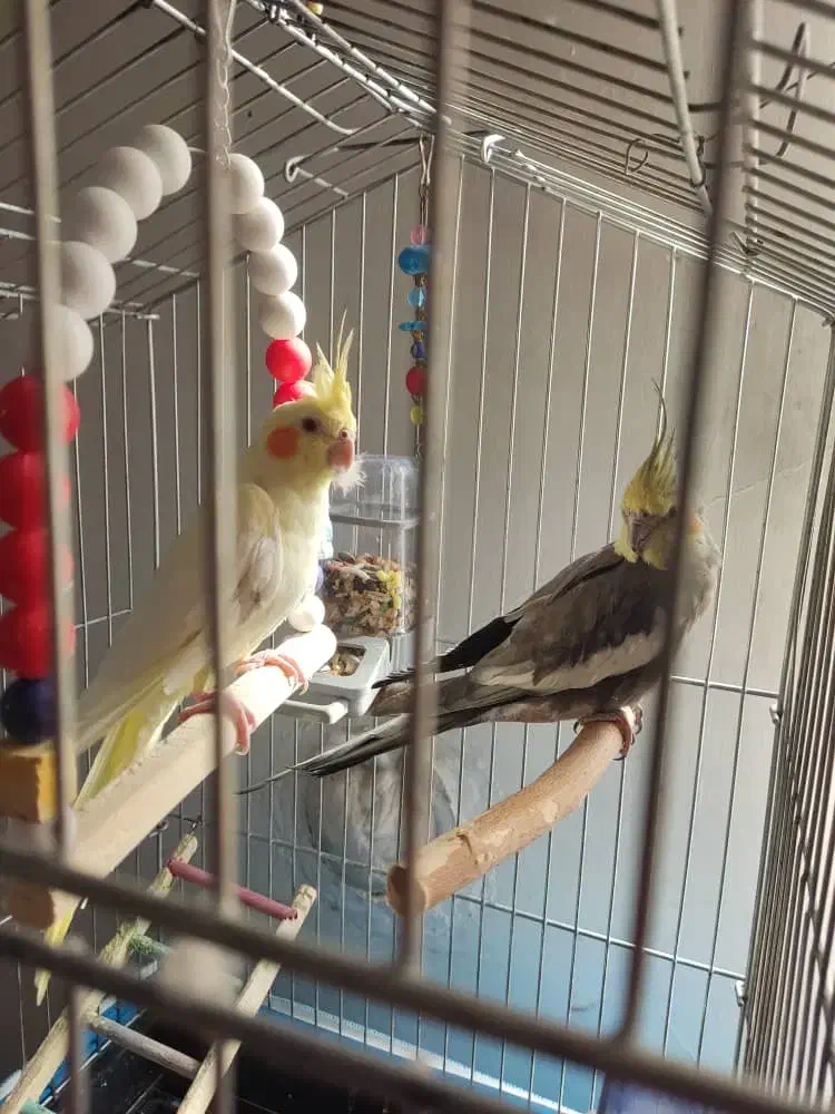 پرنده عروس هلندی|پرنده|تکاب, |دیوار