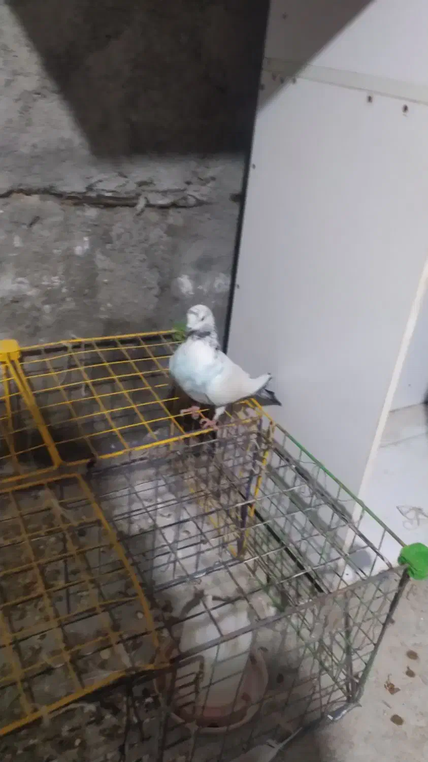 کبوتر|پرنده|گمیشان, |دیوار