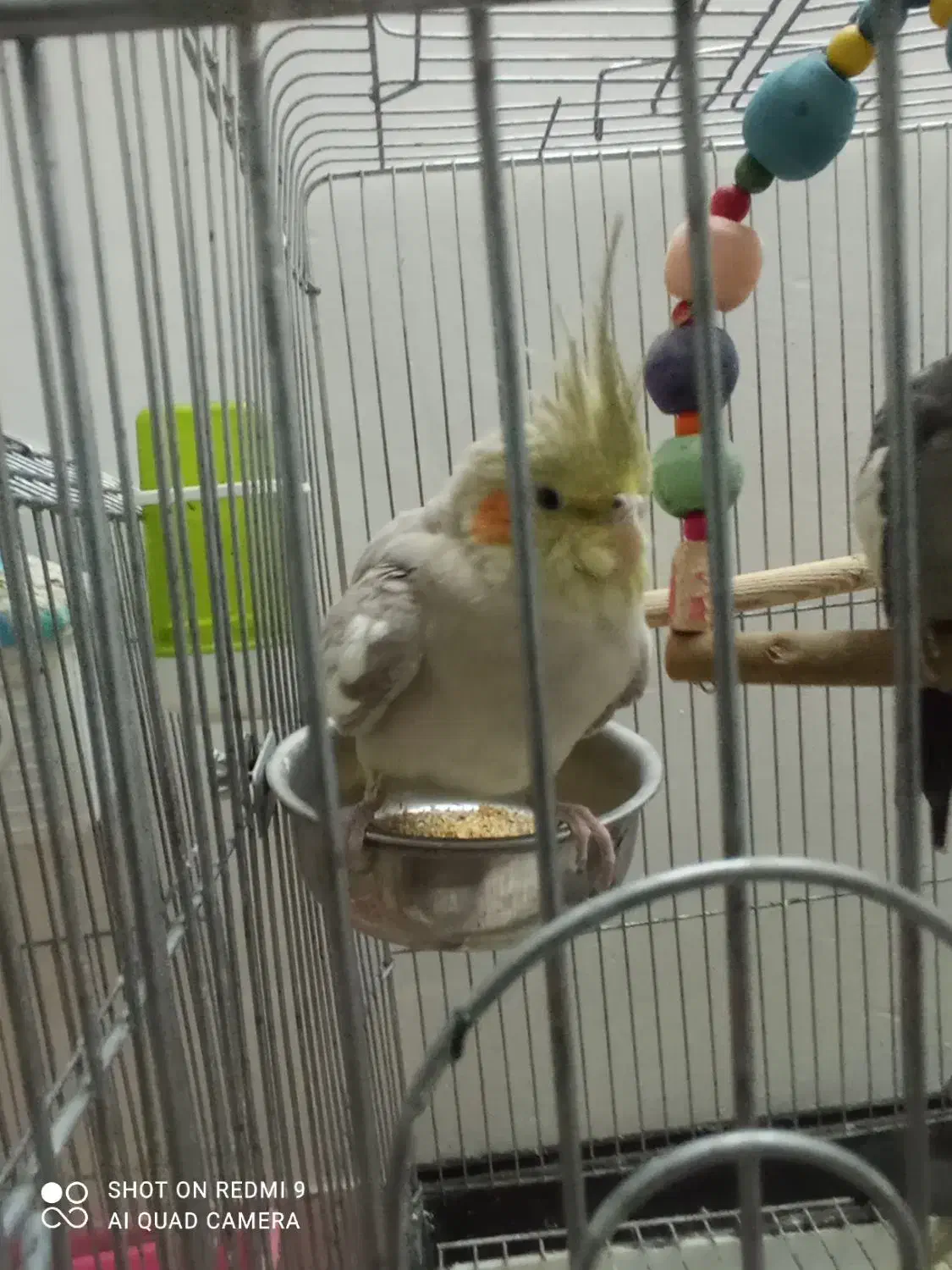 عروس هلندی|پرنده|شهریار, رزکان|دیوار